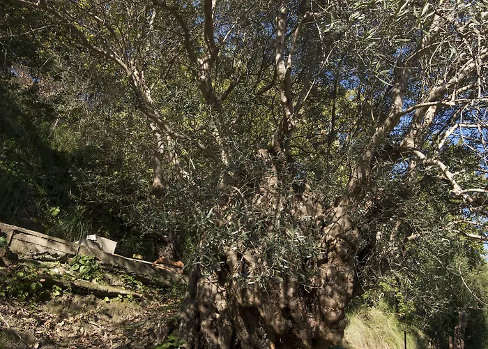 Bbuss Country Club * 卡坦扎罗